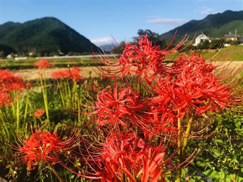 紅蓮華 彼岸花|【2023】京都の彼岸花スポット〜花から感じる秋の。